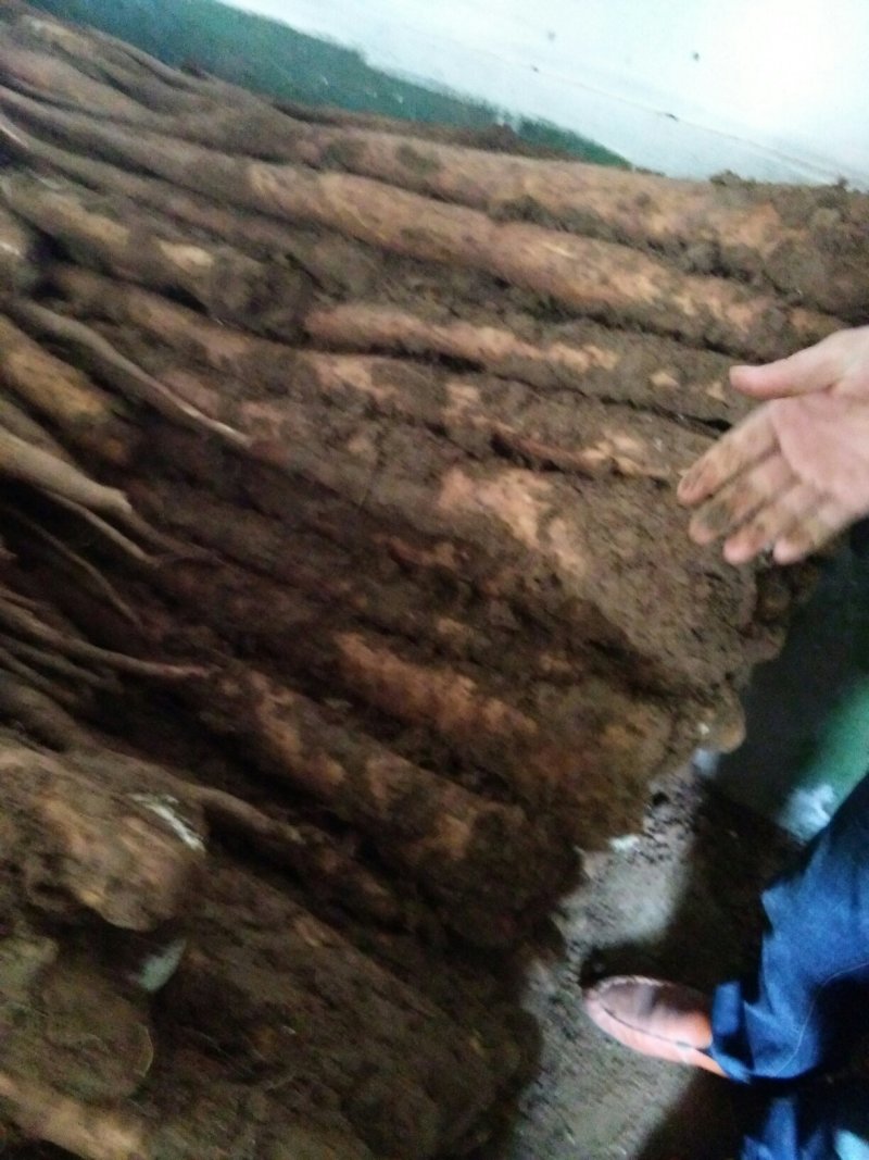 白玉山药