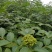 江西中花吴茱萸苗(江西樟树市)