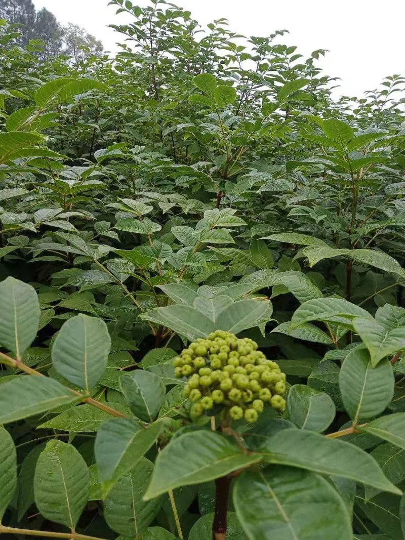 江西中花吴茱萸苗(江西樟树市)