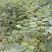 江西中花吴茱萸苗(江西樟树市)