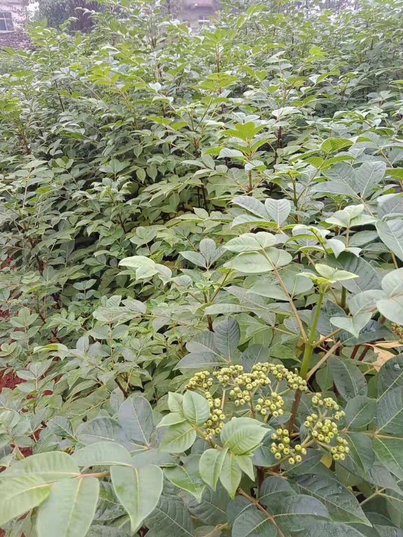 江西中花吴茱萸苗(江西樟树市)