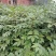 江西中花吴茱萸苗(江西樟树市)