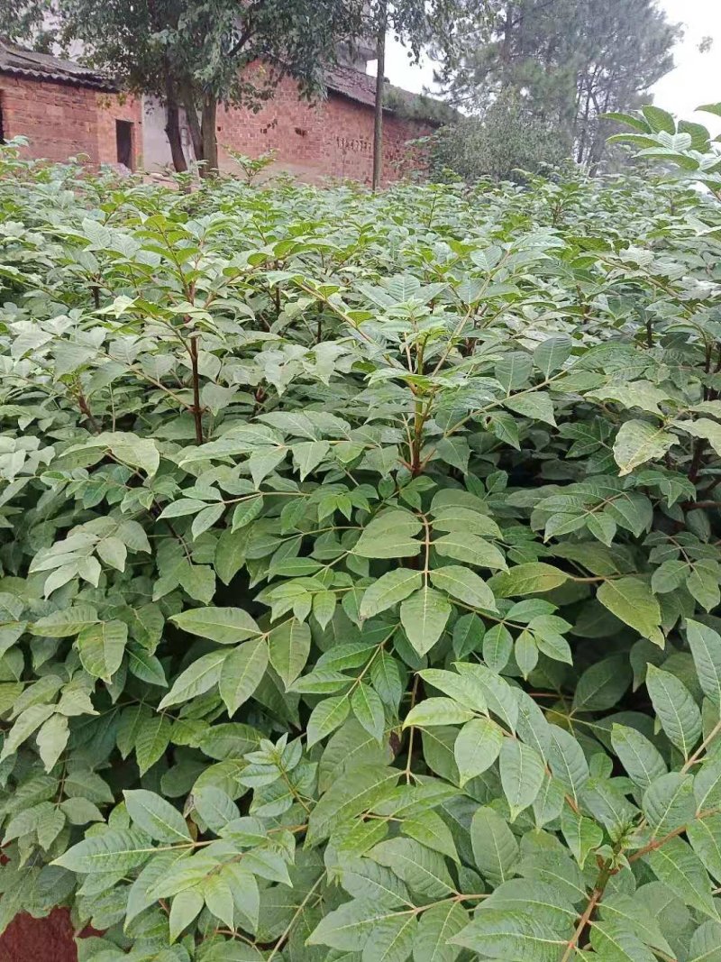 江西中花吴茱萸苗(江西樟树市)