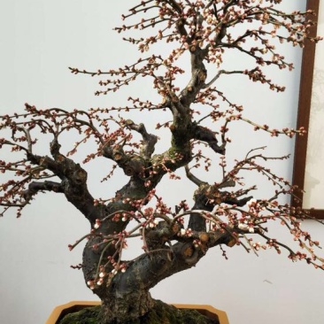 红叶美人梅观赏梅，