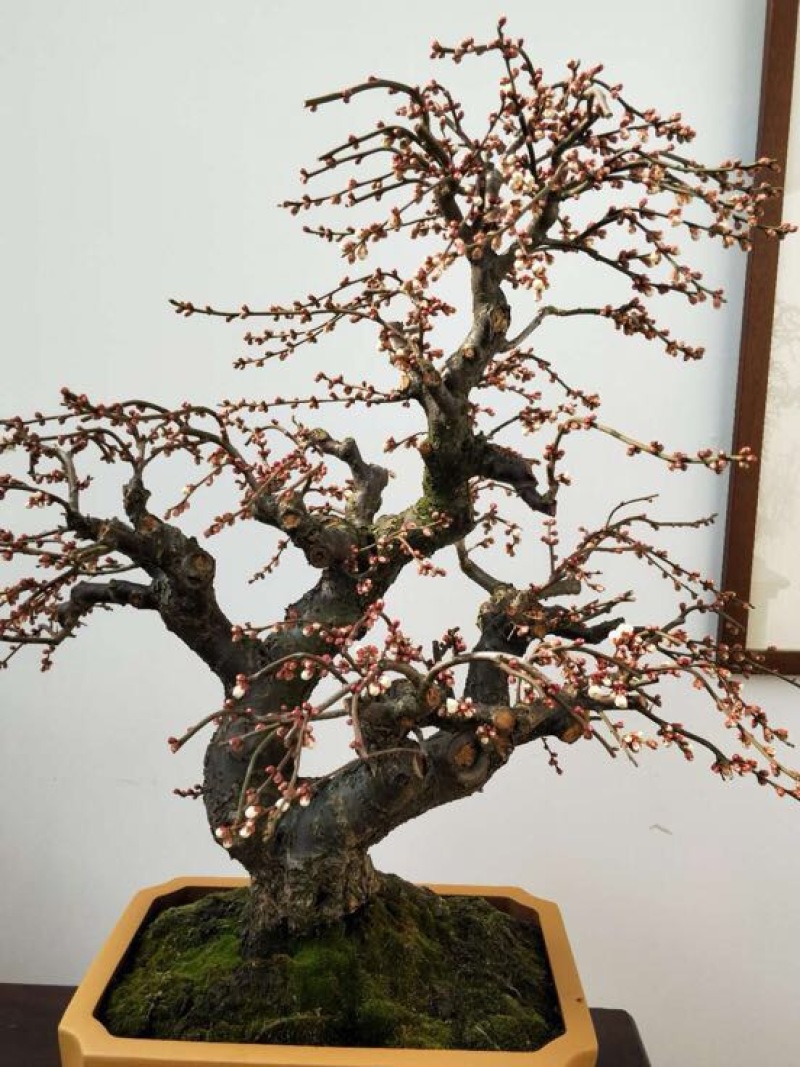 红叶美人梅观赏梅，