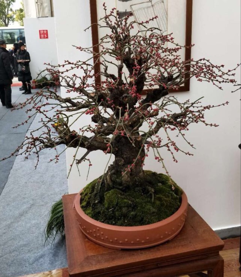 红叶美人梅观赏梅，