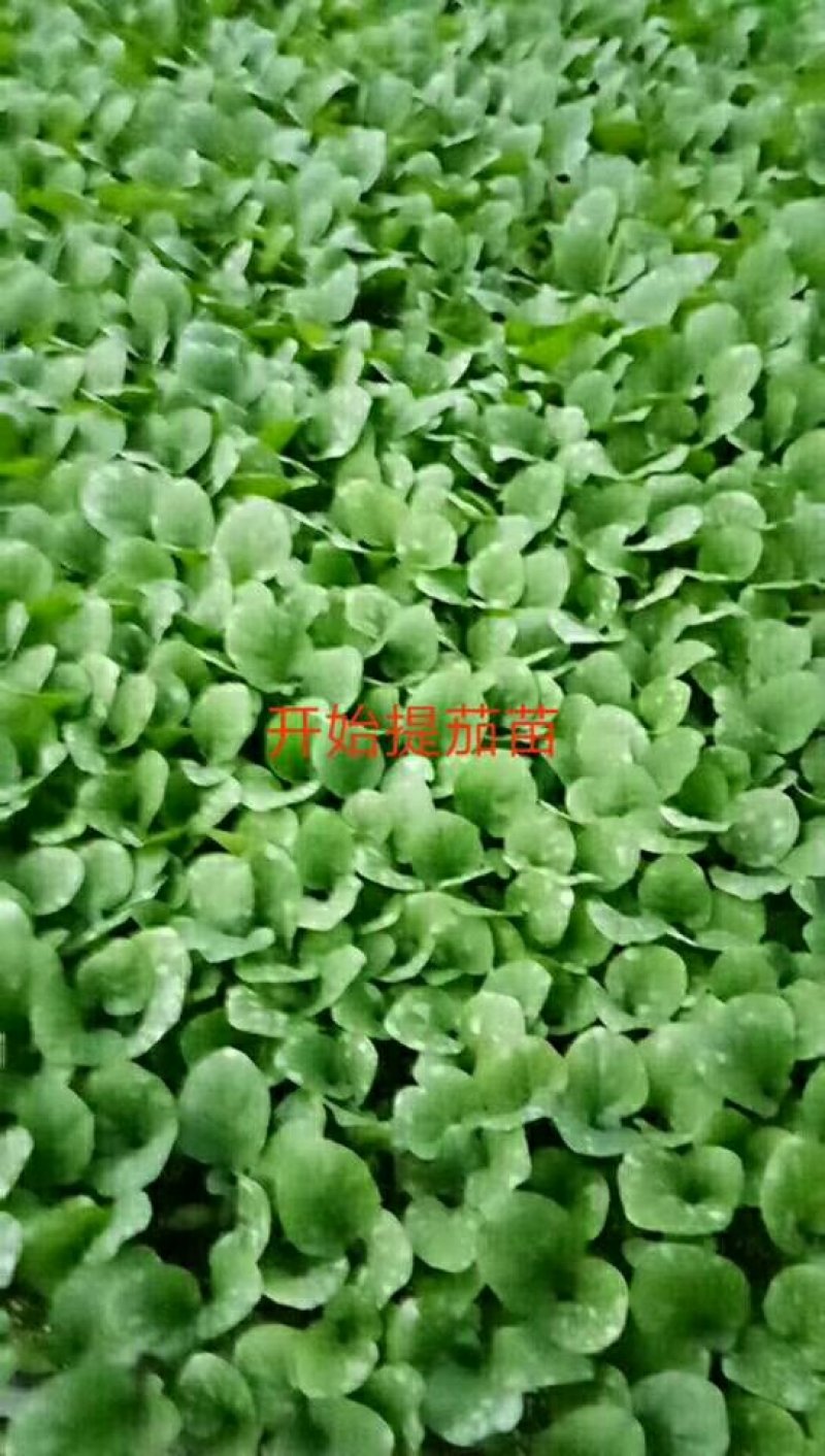 大量供应黄瓜苗子，品种有保证