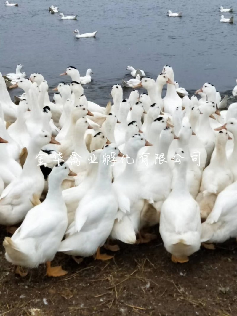 骡鸭苗