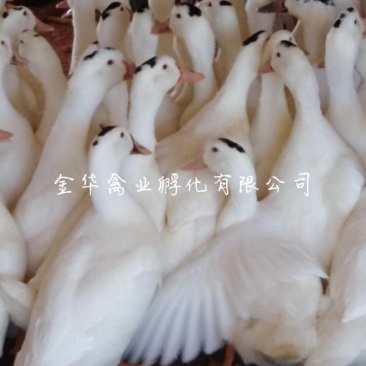 骡鸭苗