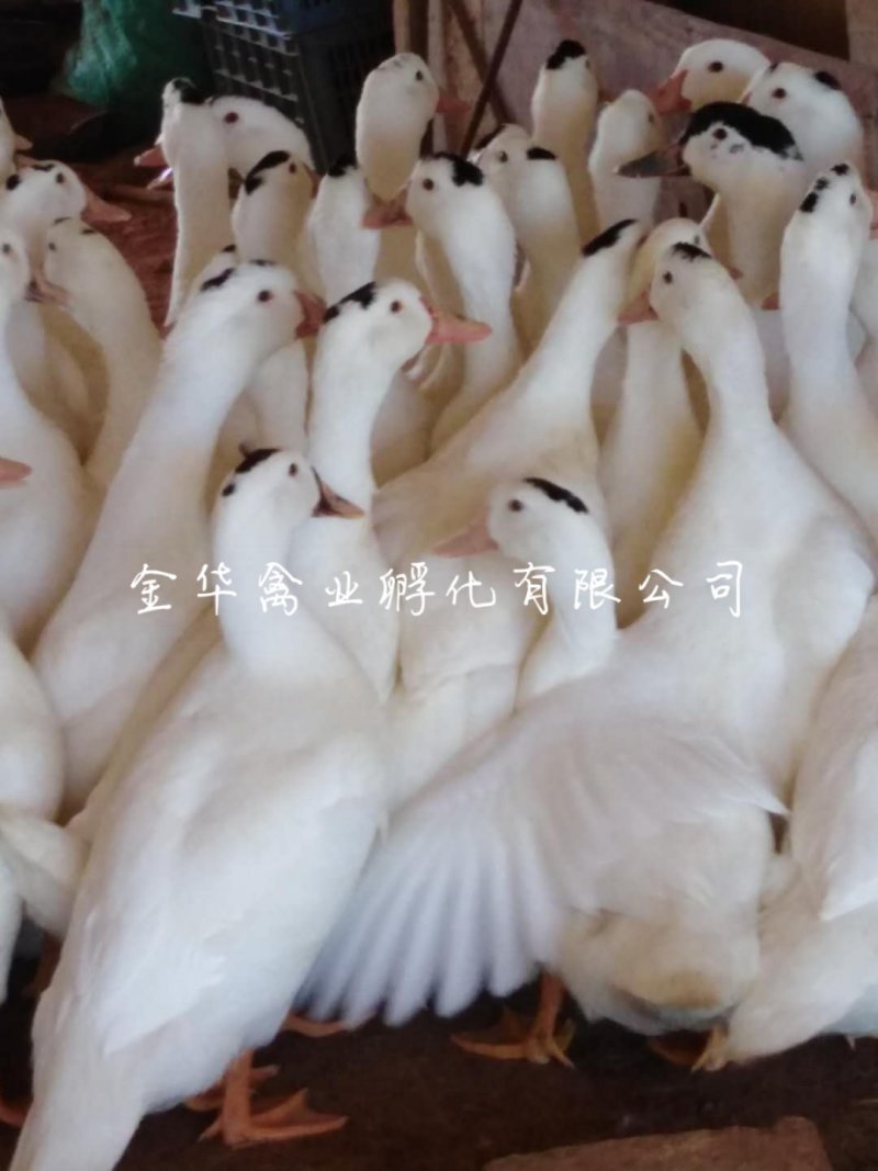 骡鸭苗