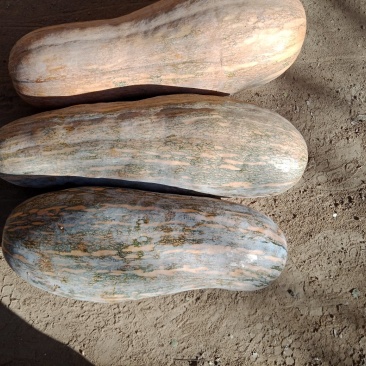 蔬菜南瓜