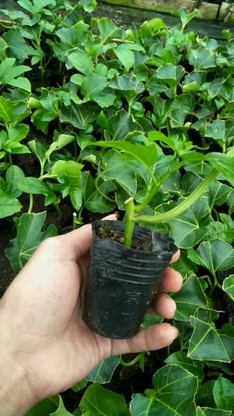 百香果苗