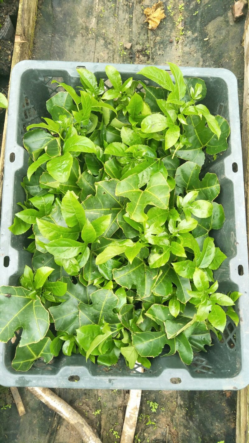 百香果苗