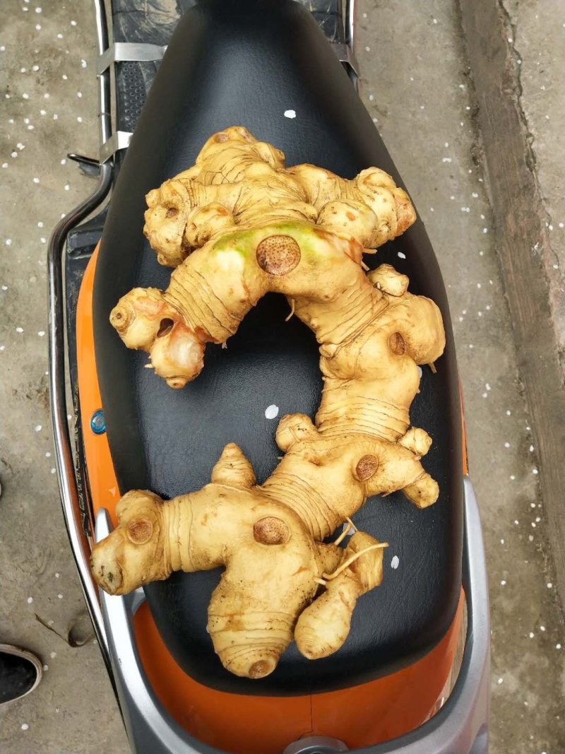 黄精
