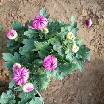 批发菊花