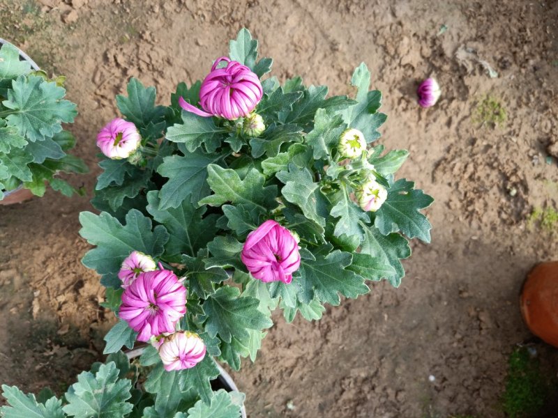 批发菊花