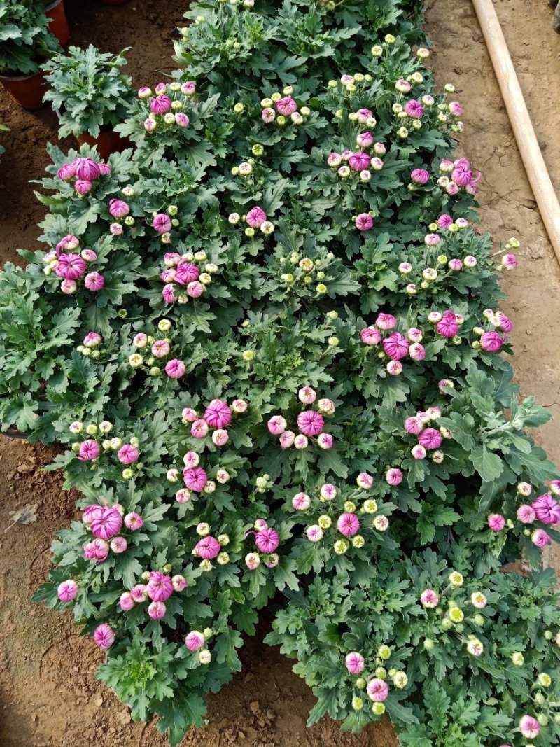 批发菊花