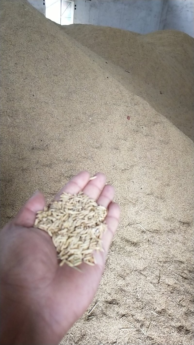 黄花粘优质稻谷