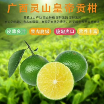 皇帝柑广西新鲜水果柑橘贡柑产地果园直销批发供应