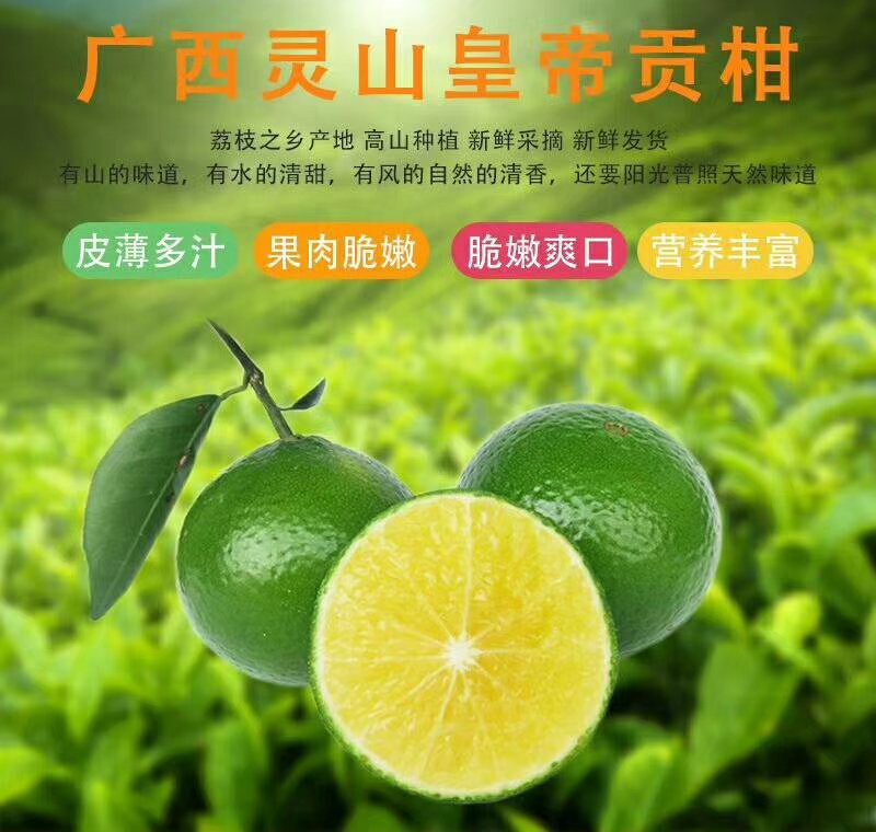 皇帝柑广西新鲜水果柑橘贡柑产地果园直销批发供应