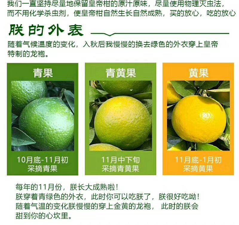 皇帝柑广西新鲜水果柑橘贡柑产地果园直销批发供应