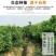 皇帝柑广西新鲜水果柑橘贡柑产地果园直销批发供应