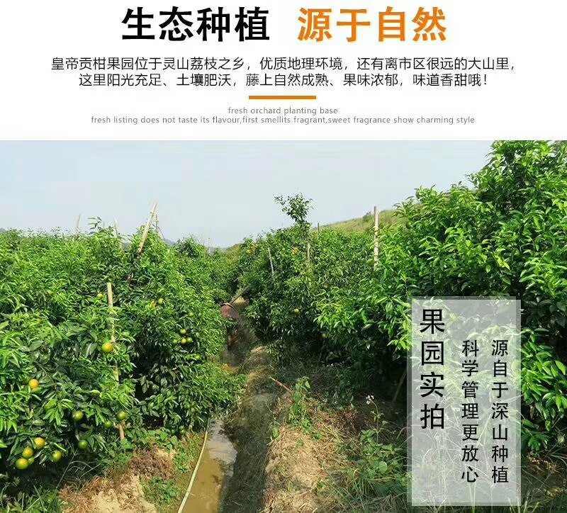 皇帝柑广西新鲜水果柑橘贡柑产地果园直销批发供应