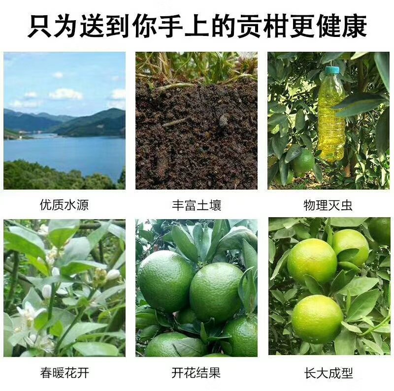 皇帝柑广西新鲜水果柑橘贡柑产地果园直销批发供应