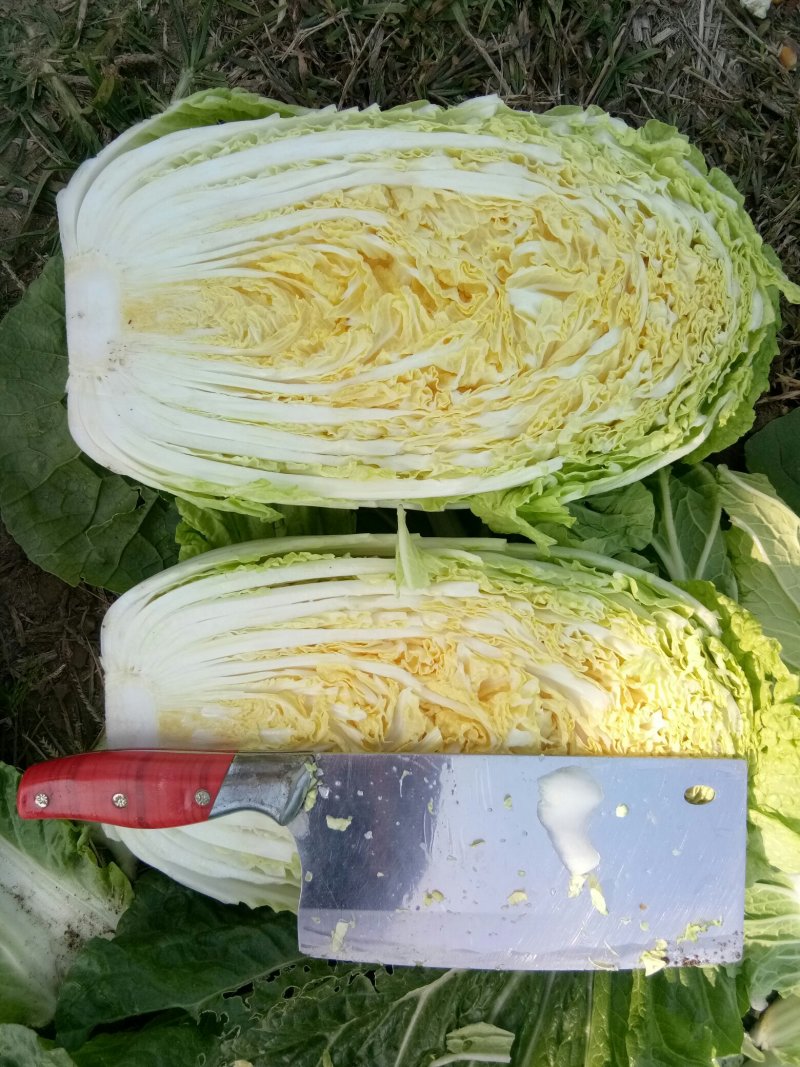 全黄心白菜大量上市，现货，大小车随到随装