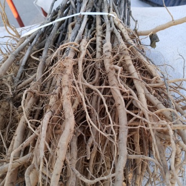 药用油用牡丹1年2年3年的便宜处理量大价低