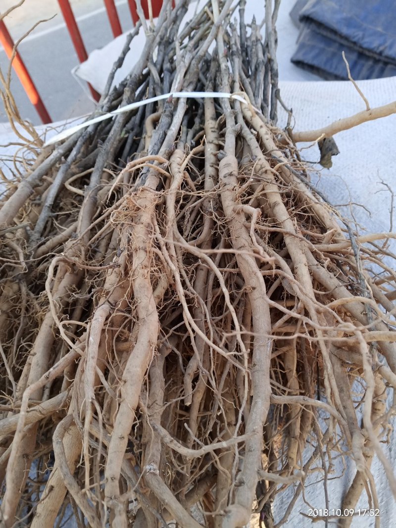 药用油用牡丹1年2年3年的便宜处理量大价低