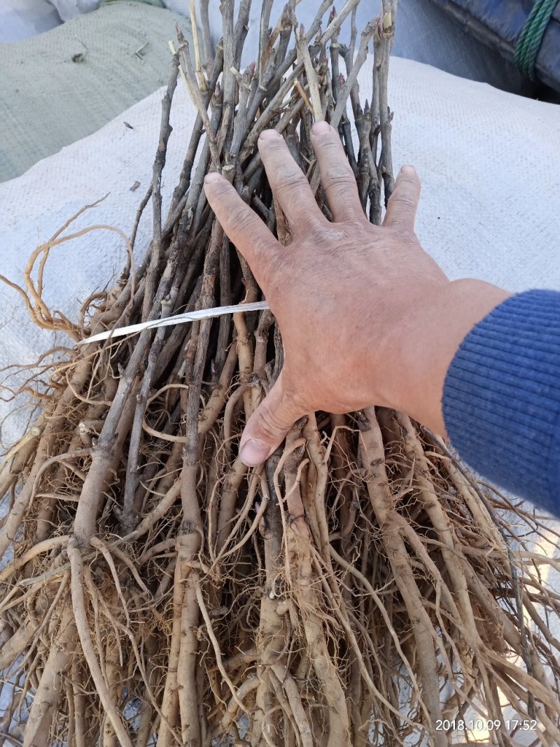药用油用牡丹1年2年3年的便宜处理量大价低