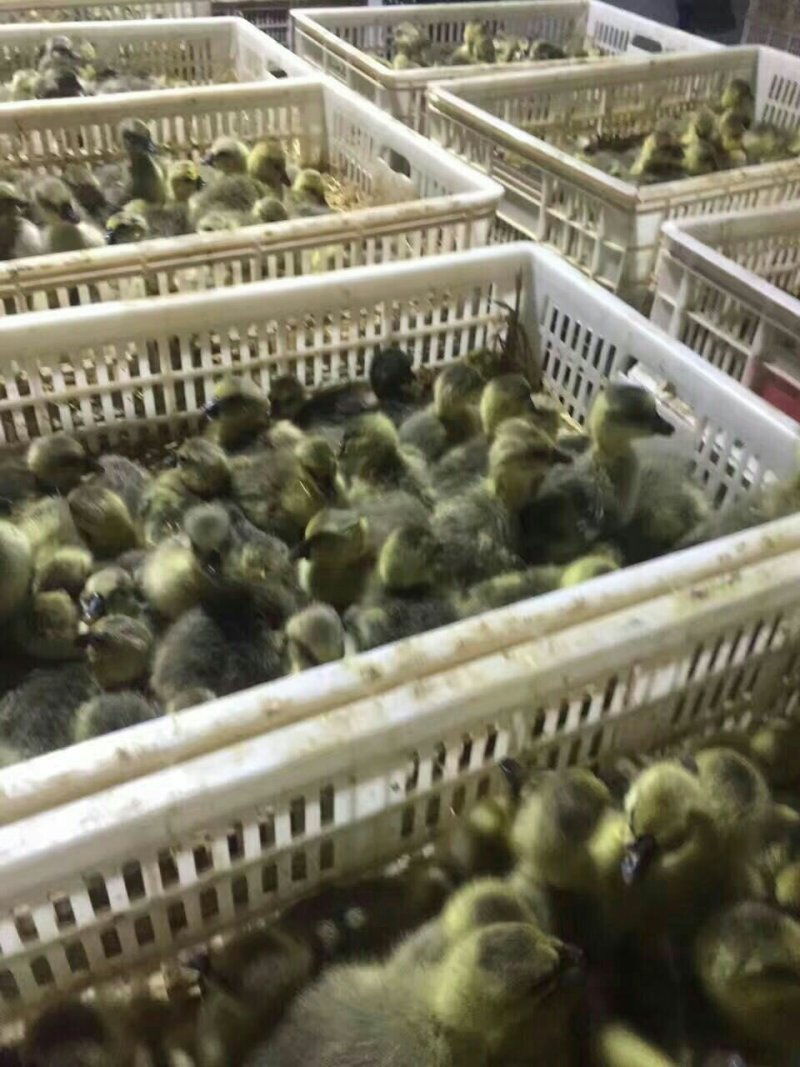 狮头鹅苗