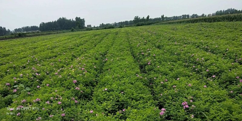 四季玫瑰，紫叶矮樱