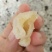 黄花胶筒，80头左右一斤包邮