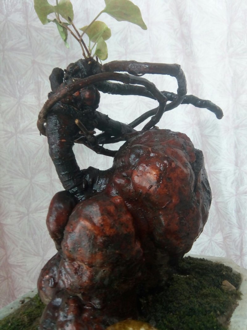 野生何首乌盆栽
