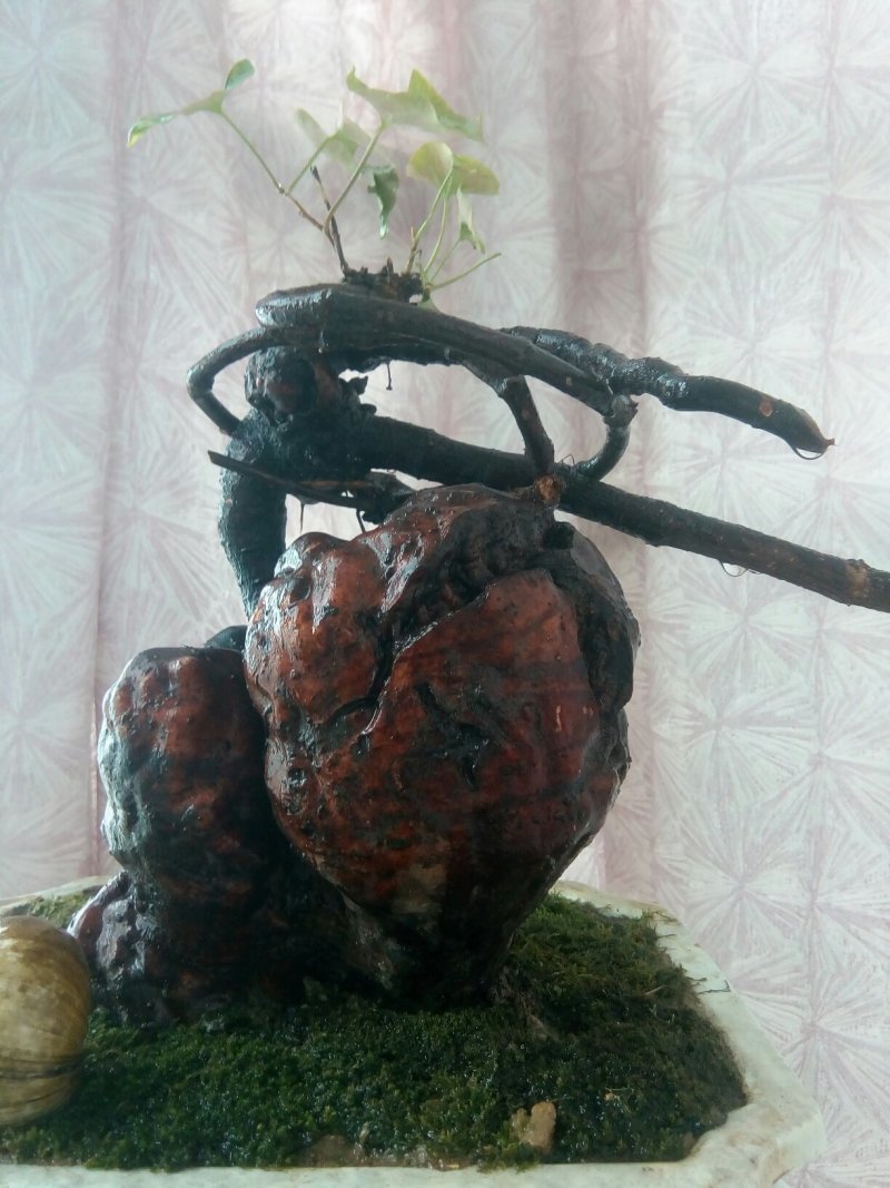 野生何首乌盆栽