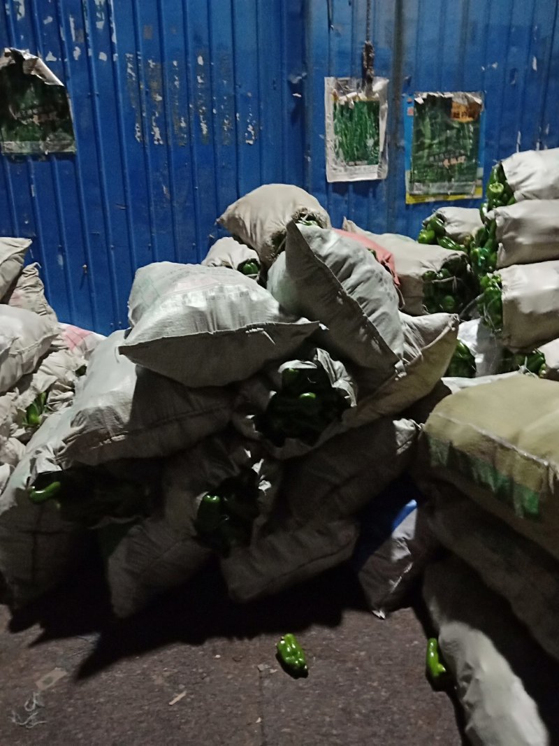 潍坊青州圆椒硬度好品相好视频看货实地看货按需分拣打包全国接单