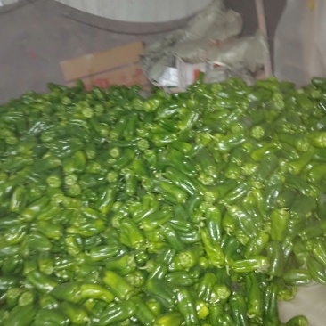 潍坊青州圆椒硬度好品相好视频看货实地看货按需分拣打包全国接单