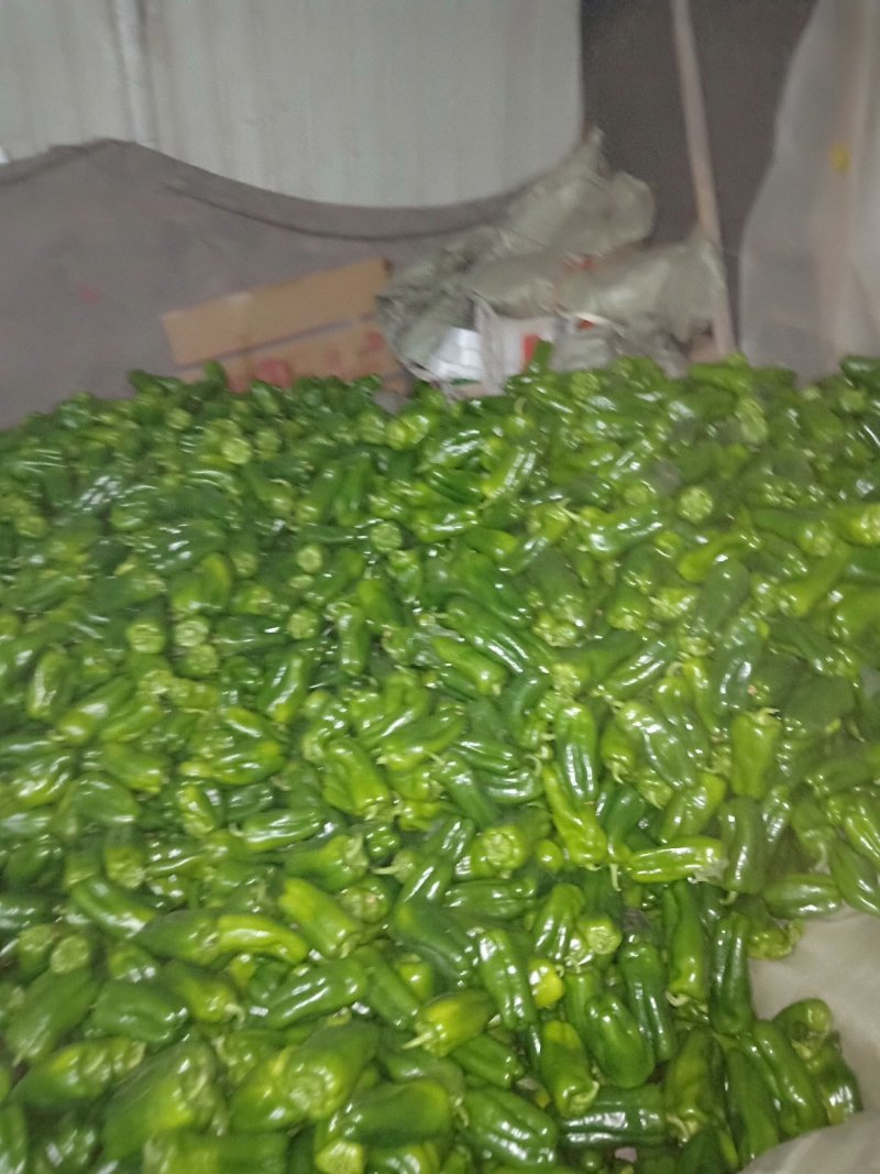潍坊青州圆椒硬度好品相好视频看货实地看货按需分拣打包全国接单