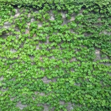 爬山虎规格齐全基地直供价格优惠保湿邮寄