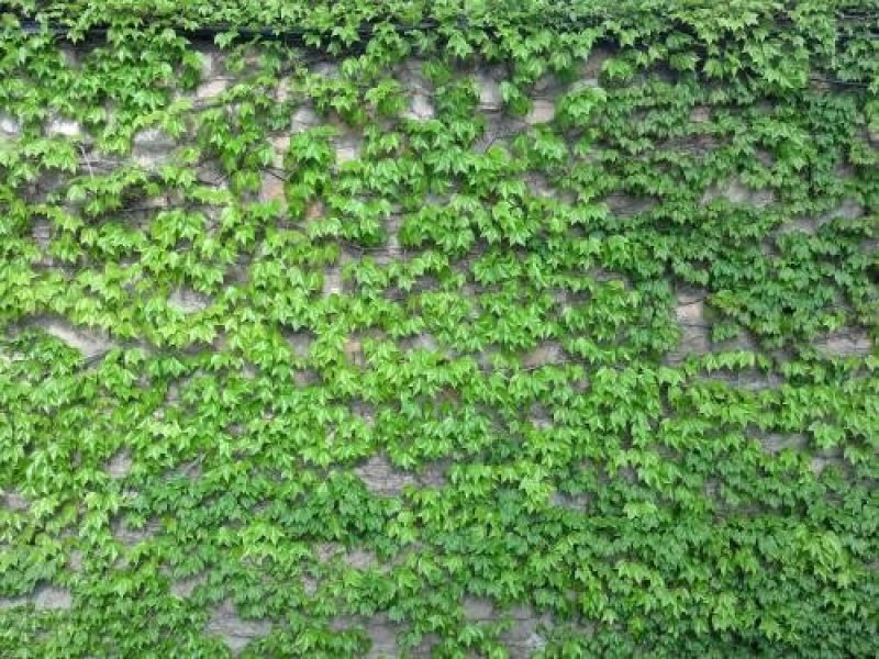 爬山虎规格齐全基地直供价格优惠保湿邮寄