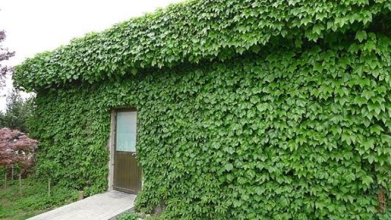 爬山虎规格齐全基地直供价格优惠保湿邮寄