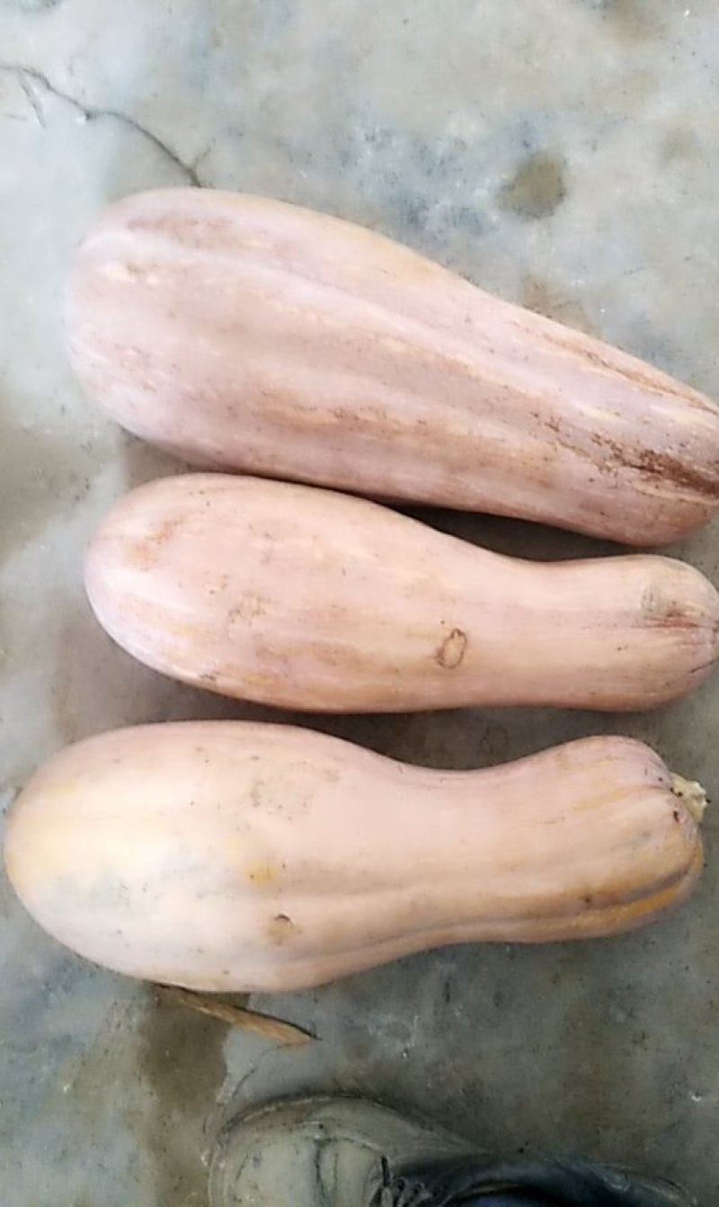 金韩南瓜表皮光亮肉质甜蜜协助找车