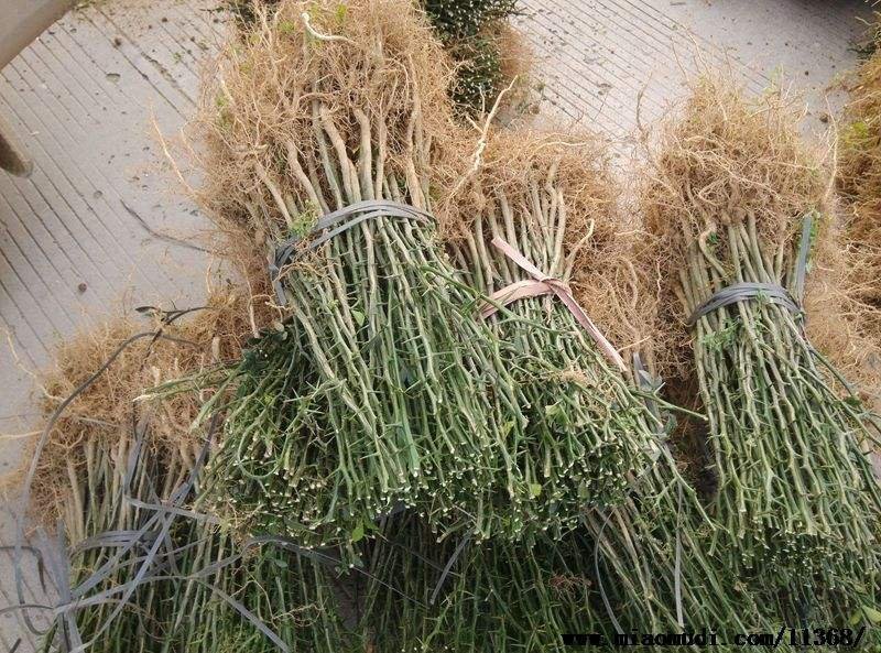 积壳苗枸橘苗规格齐全量大包邮保湿邮寄