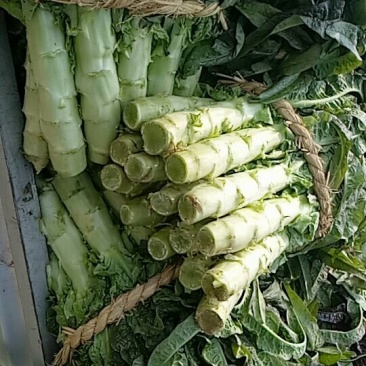 永安红莴苣