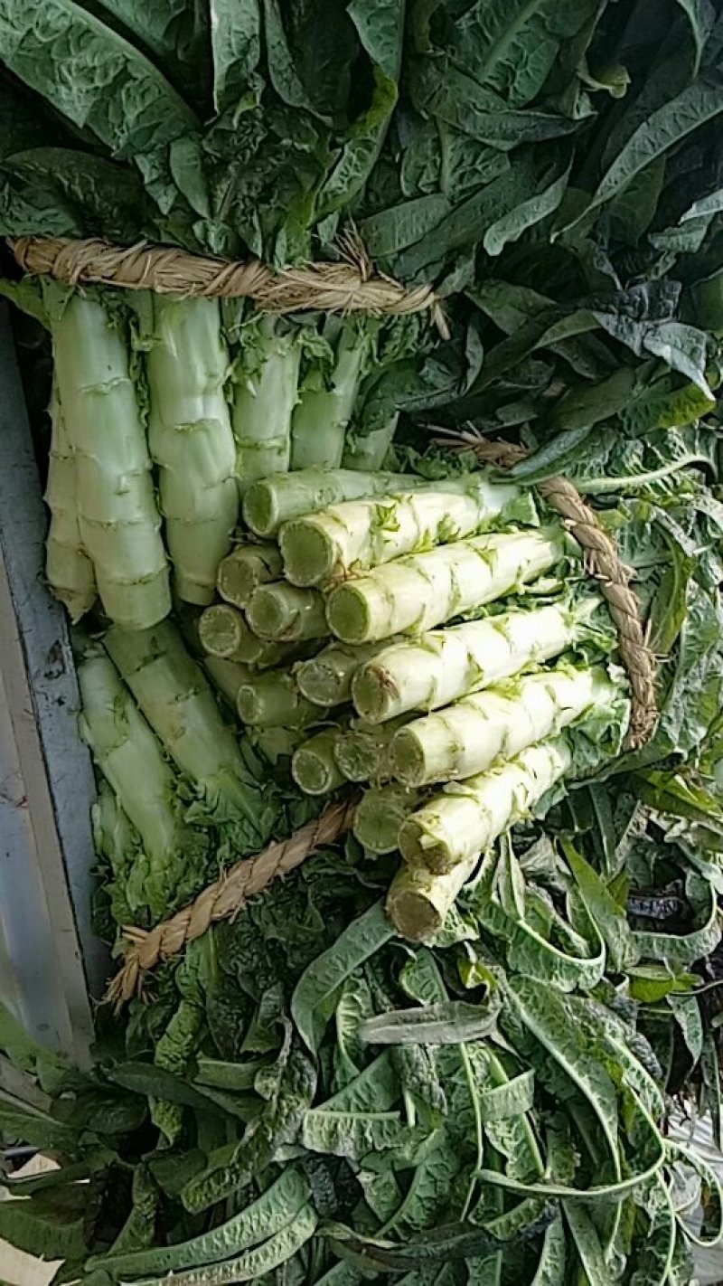 永安红莴苣