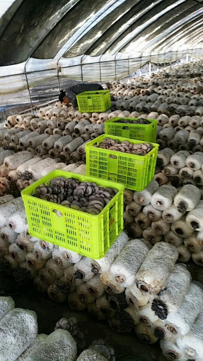 平菇大量批发，品质一级。