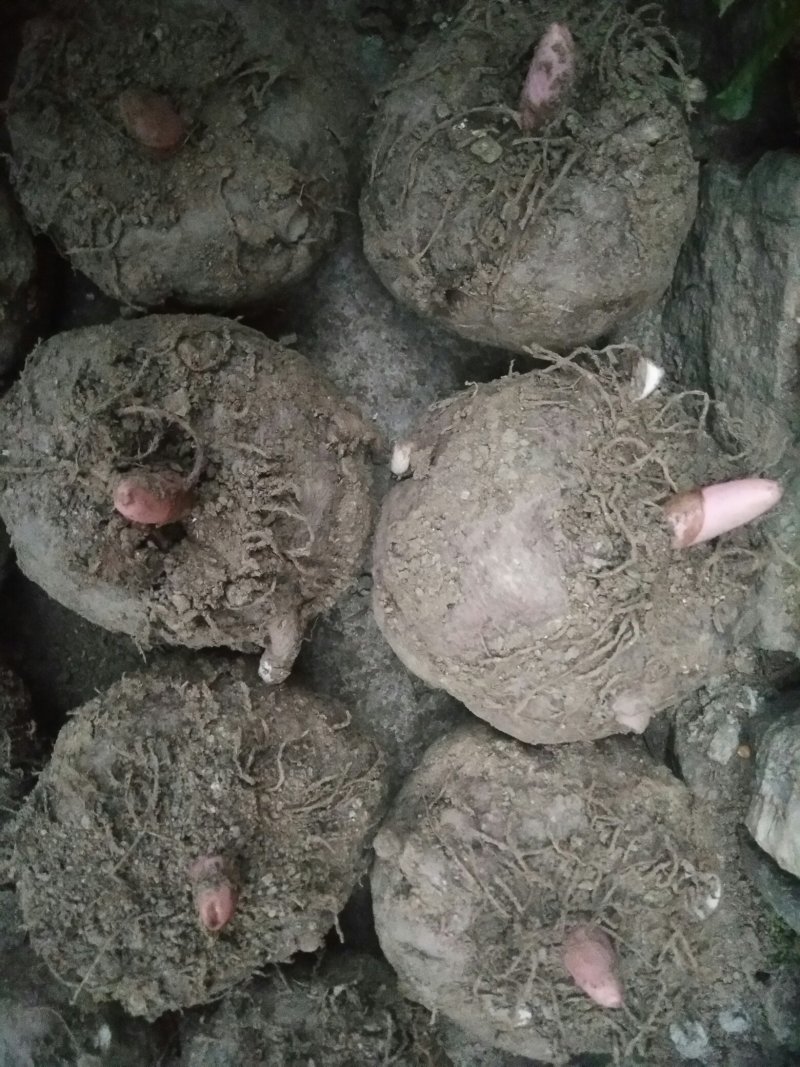 魔芋出售
