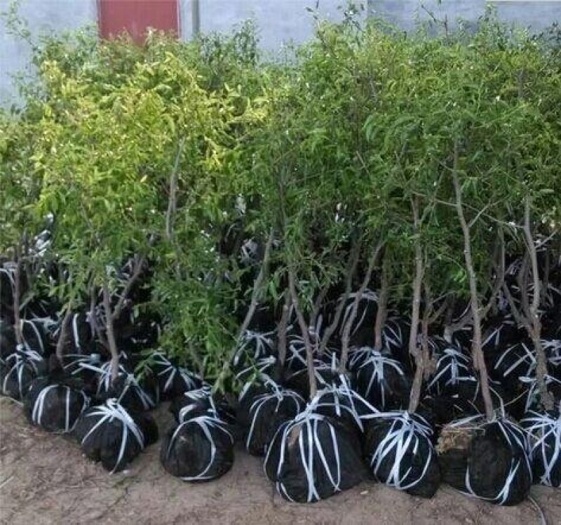 冬枣苗雪枣苗基地直供品种保证纯度保湿邮寄
